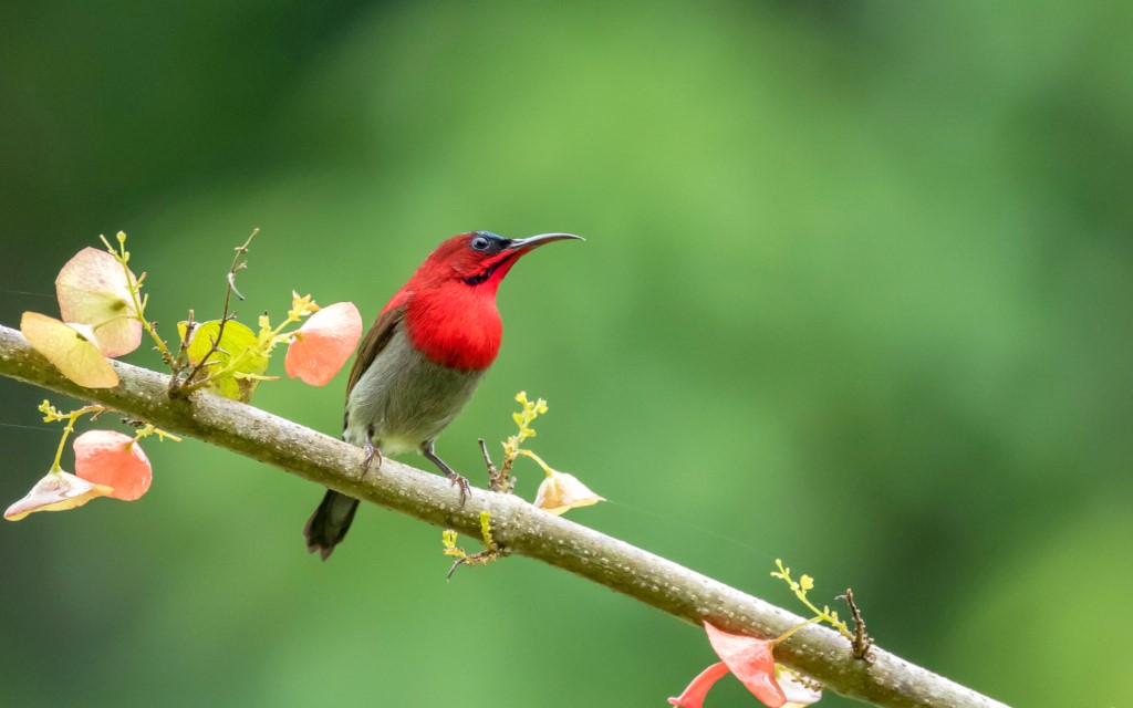 Crimson Sunbird